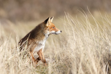 Red Fox in nature on a sunny day.
