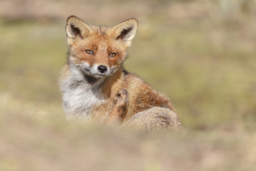 Plakat Red Fox in nature on a sunny day. 