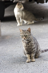 Severe cat in Tbilisi, Georgia