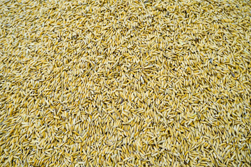 Paddy jasmine rice texture for background and wallpaper in gold color. Thai farmer dry paddy jasmine rice on ground under strong sunlight after harvest