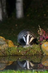 European badger 01 © Simone