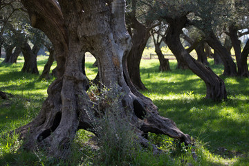 Oliveraie provençale