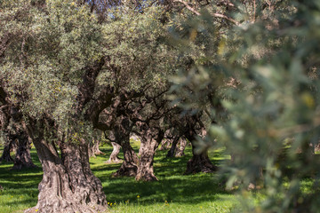 Oliveraie provençale