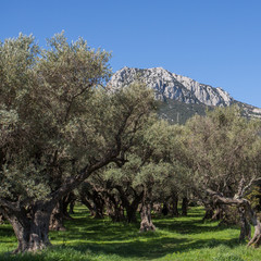 Oliveraie provençale