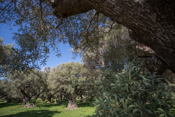 Oliveraie provençale