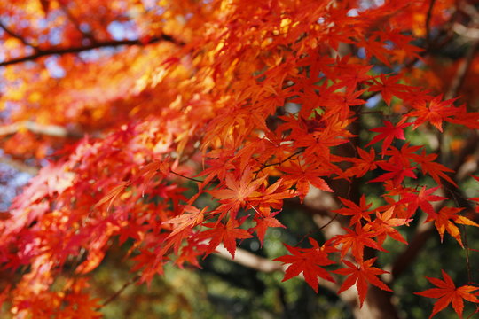 紅葉