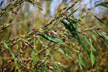 Locusts in the Volga delta in July, Astrakhan, Russia.