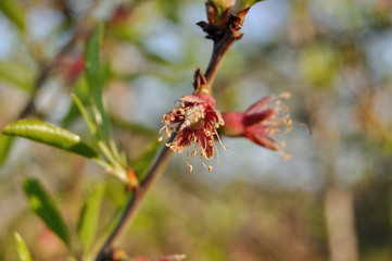 Yema de flor de almendro
