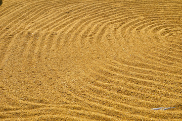 Paddy jasmine rice texture for background and wallpaper in gold color.