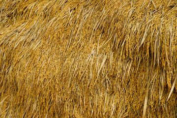 Paddy backgrounds, Farmer drying rice