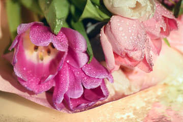 Delicate  pink  tulips close-up with drops of dew.  Very delicate pink white flowers.
