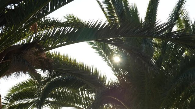 Sunlight flashing through a branch of a palm tree.