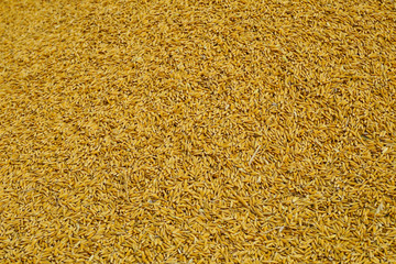 Paddy rice background