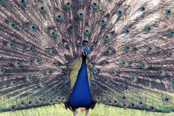 Obraz premium blue peacock showing colorful feathers