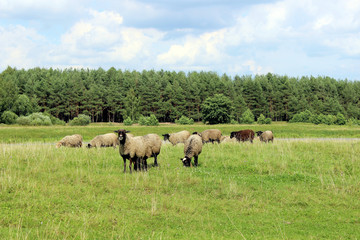 Naklejka na ściany i meble Sheeps in the meadow near the lake. Flock of sheep eating the grass on the wild field near the water. Sheeps in nature.