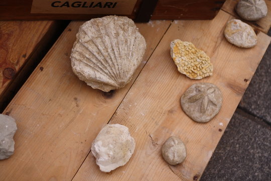 Conchiglie fossili