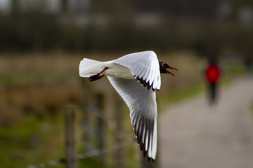 Flying and laughing