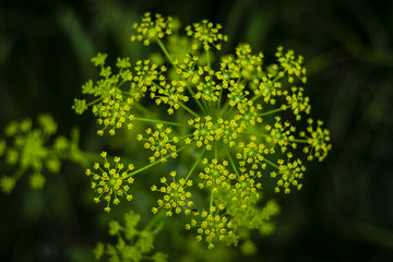 yellow flower in a shallow depth