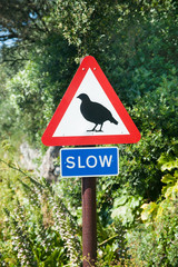 Rebhuhn Warnschild auf Gibraltar, Perdix perdix
