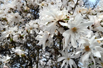 Fototapety  Hintergrund weiße Magnolienblüten