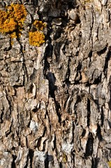 Textura de corteza de tronco de olivo