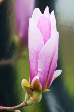 Close up image of magnolia flower reflected in a mirror background.
Magnolia hybrid "George Henry Kern"