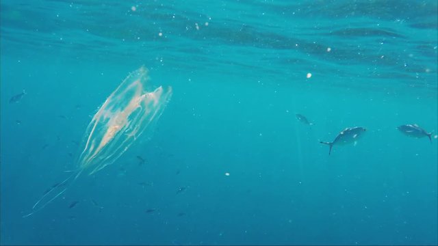 Glowing Jellyfish Egypt Melia Charm. Amazing phenomenon in nature. Incredible Bioluminescence in the Sea