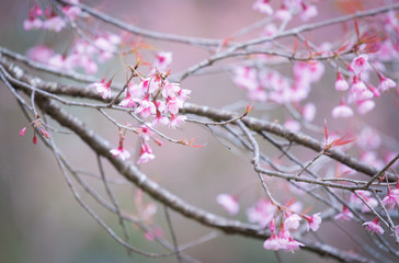 Sakura Flower or Cherry Blossom With Beautiful Nature Background.