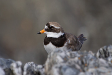 Ringed Plover