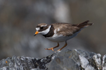 Ringed Plover