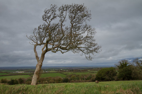 Tree on the edge of Dartmoor