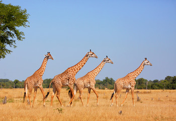 Naklejka na ściany i meble Giraffe Thornycroft - endemic in Zambia