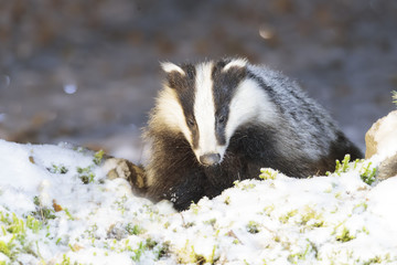Badger 027