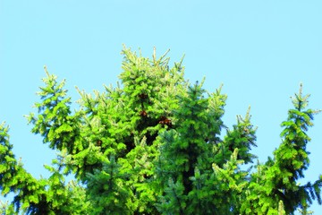 Pine tree