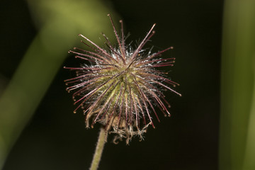 Wild flower isolated on soft background