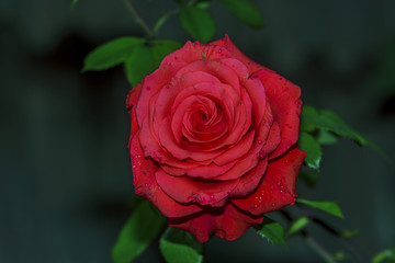 Red rose isolated on garden background