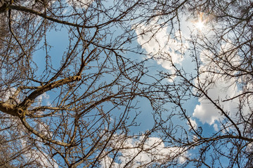 The branches of the old apple tree