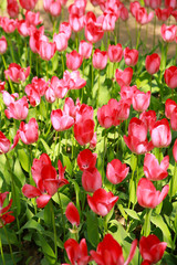 beautiful flowers at a park