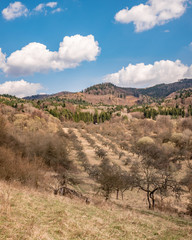 Old abandoned apple orchard