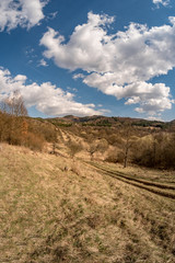 Old abandoned apple orchard