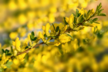 yellow flowers acacia branch background