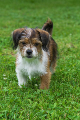 Cute little dog playing and posing for camera