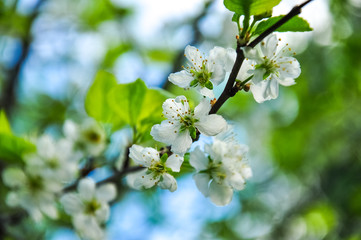 Blooming apple flowers, branches in bright sunlight colors