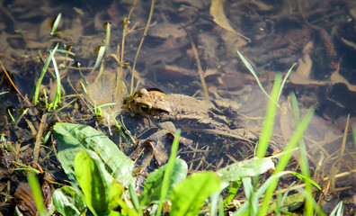 Krötenpaar vor der Wanderung, Natur, Tiere 