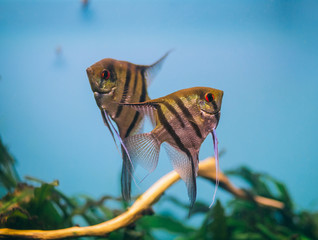 Angelfish Pterophyllum scalare