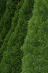 Garden fence made of fir trees