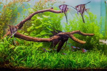 A green beautiful planted tropical freshwater aquarium with fishes