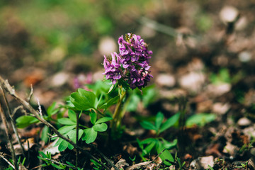 Solid-tubered Corydalis (Corydalis solida) in garden