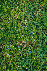 Veronica spring flowers blooming outside in the nature of a good day