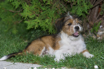Cute little dog playing and posing for camera